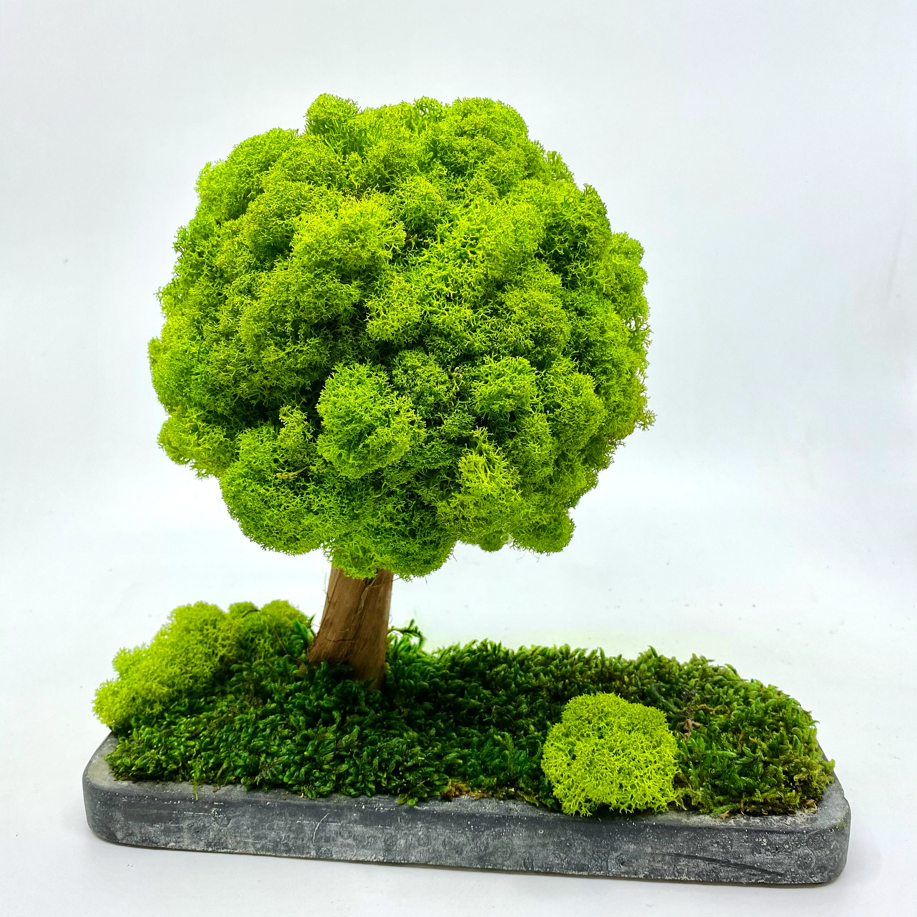 Säilitatud puud. Eritellimus. Forgreenerlife.com