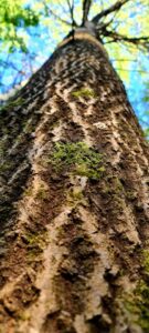 Haavapuukoorest paneelid