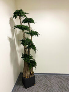 Säilitatud puud. Eritellimus. Forgreenerlife.com