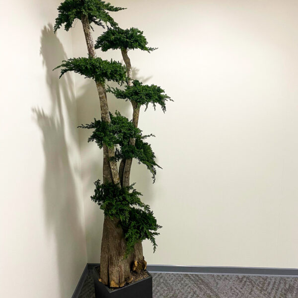 Säilitatud puud. Eritellimus. Forgreenerlife.com