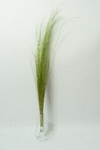 Kõrreline säilitatud. Forgreenerlife.com