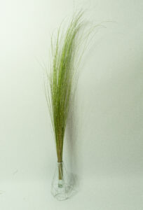 Kõrreline säilitatud. Forgreenerlife.com