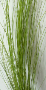 Kõrreline säilitatud. Forgreenerlife.com