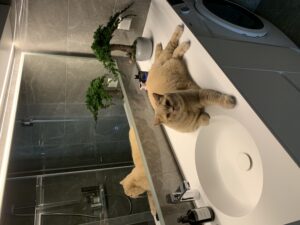 Säilitatud puud. Forgreenerlife.com