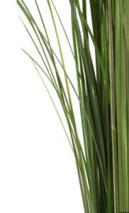 Kõrreline säilitatud. Forgreenerlife