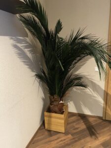 Säilitatud puud. Forgreenerlife.com