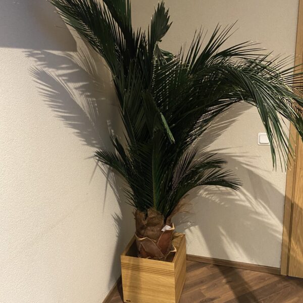 Säilitatud puud. Forgreenerlife.com