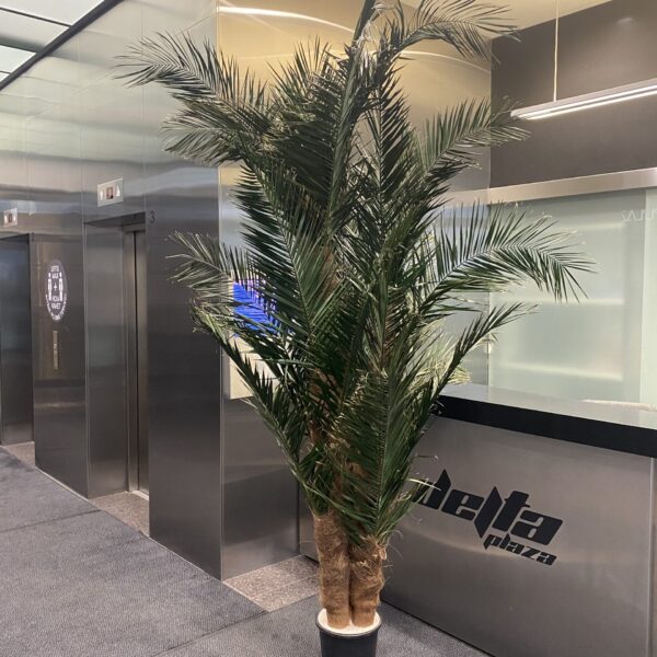 Säilitatud puud. Forgreenerlife.com