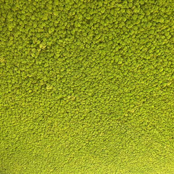 Sõle Tervisekeskuse samblast lagi