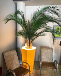 Säilitatud puud. Forgreenerlife.com