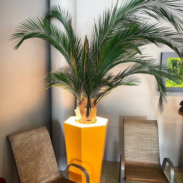 Säilitatud puud. Forgreenerlife.com