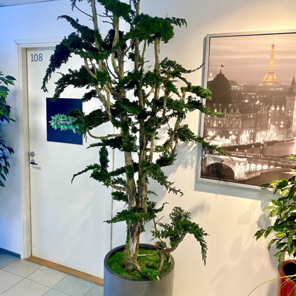 Säilitatud puud. Eritellimus. Forgreenerlife.com