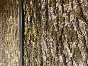 Haavakoorest paneelid. Forgreenerlife.com