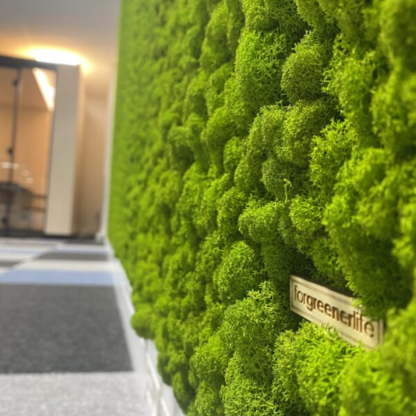 Samblast sein. Säilitatud põdrasamblik. Forgreenerlife.com