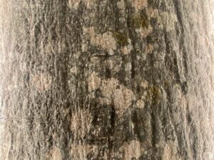 Lepakoorest led valgusega sein kontoris. Lepakoorest plaadid. Forgreenerlife.com