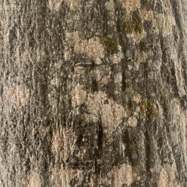 Lepakoorest led valgusega sein kontoris. Lepakoorest plaadid. Forgreenerlife.com