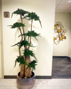 Säilitatud puud. Forgreenerlife.com