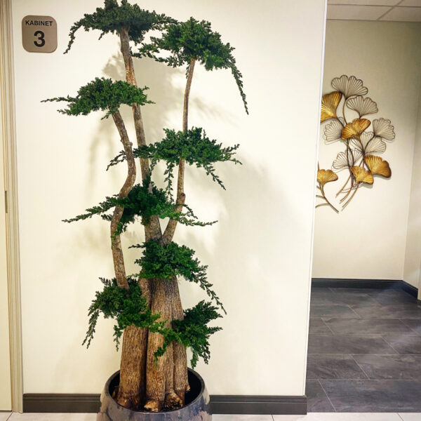 Säilitatud puud. Forgreenerlife.com