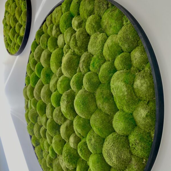 Kontorisse taimed ja rohelus. Taimeseinad, Taimekastid, Elusad, säilitatud ja kunsttaimed. Forgreenerlife.com