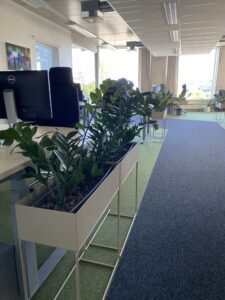 Kontorisse taimed ja rohelus. Taimeseinad, Taimekastid, Elusad, säilitatud ja kunsttaimed. Forgreenerlife.com