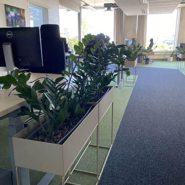 Kontorisse taimed ja rohelus. Taimeseinad, Taimekastid, Elusad, säilitatud ja kunsttaimed. Forgreenerlife.com