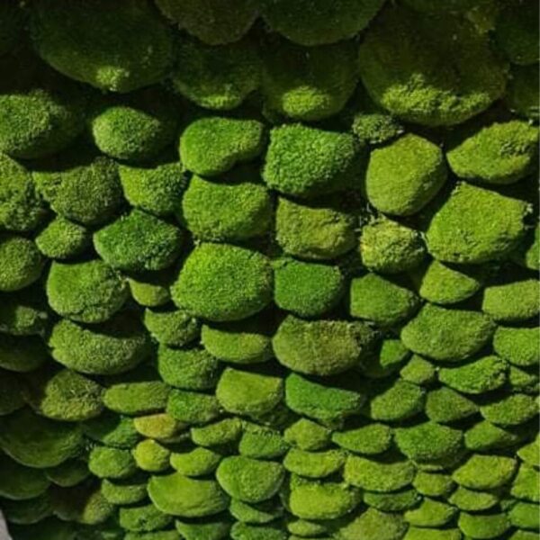 Samblapaneel lakke Forgreenerlife.com