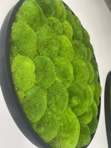 Taimeseinad kontorisse Forgreenerlife.com . Kontori rohelus