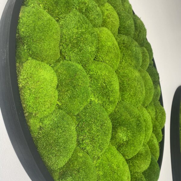 Taimeseinad kontorisse Forgreenerlife.com . Kontori rohelus