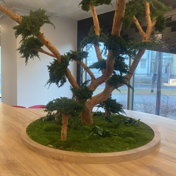 Taimeseinad kontorisse Forgreenerlife.com . Kontori rohelus