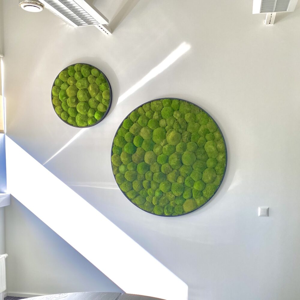 Kontorisse taimed ja rohelus. Taimeseinad, Taimekastid, Elusad, säilitatud ja kunsttaimed. Forgreenerlife.com