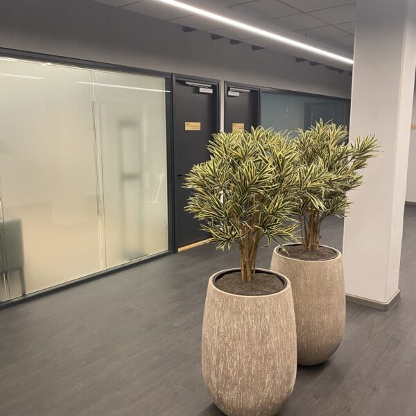 Taimeseinad kontorisse Forgreenerlife.com . Kontori rohelus