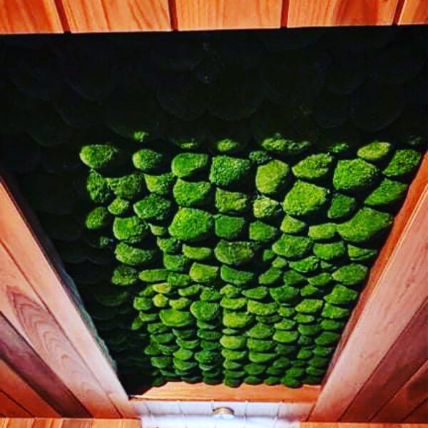 Samblapaneel lakke Forgreenerlife.com