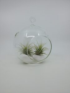 Õhutaim klaaskuulis