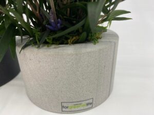 Kivist alusel säilitatud taimed