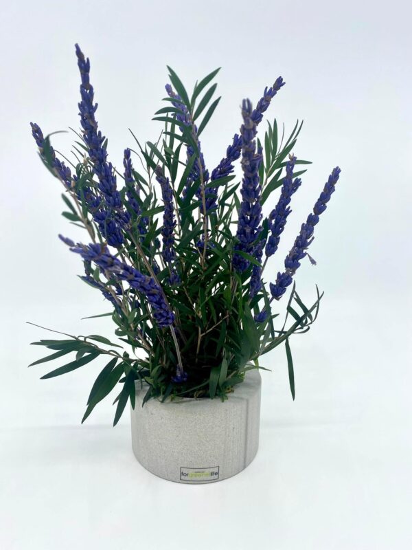 Lavendel hallil kivil 2