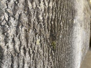 Restoran JÄÄ Keilas