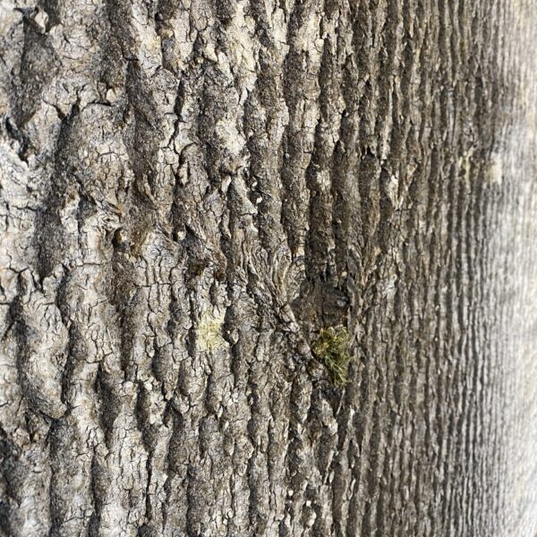 Restoran JÄÄ Keilas