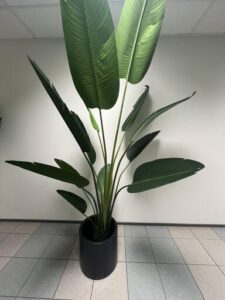 Paradiisilinnu taim rendiks, Streliza rent, Banaanipuu