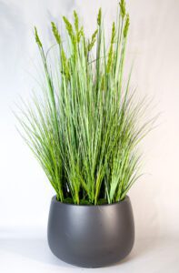 Kõrrelised rentimiseks