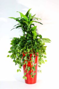 Roheluse, lillede, puude ja taimede rentimine. Lilleseade rent.