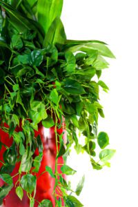 Roheluse, lillede, puude ja taimede rentimine. Lilleseade rent.