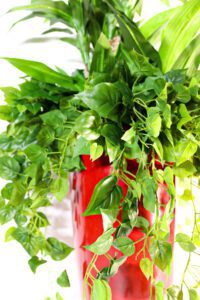 Roheluse, lillede, puude ja taimede rentimine. Lilleseade rent.