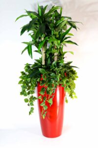 Roheluse, lillede, puude ja taimede rentimine. Lilleseade rent.