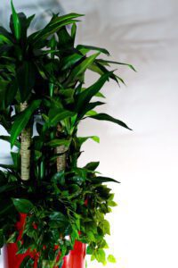 Roheluse, lillede, puude ja taimede rentimine. Lilleseade rent.