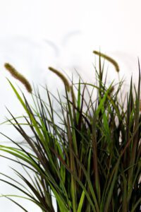 Roheluse, puude ja taimede kentimine. Kõrreliste rentimine