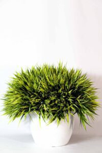 Kõrreline rentimiseks