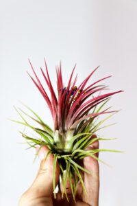 Tillandsia var rubra