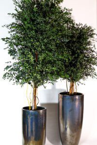 Roheluse, lillede, puude ja taimede rentimine. Kõrreliste rent üritusteks.