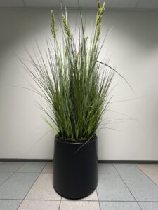 Kõrge kõrreline rendiks 170 cm