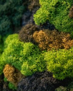 Ecosh Eesti kontor. Põdrasamblikust müra summutav sein led valgusega logoga. Forgreenerlife.com